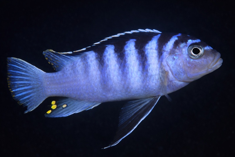 Maylandia cyneusmarginata 'Nkhomo Reef'